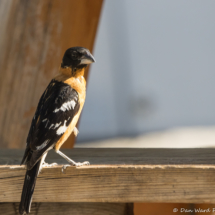 Black-headed Grosbeak-Male-04