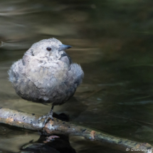 Brewer's Blackbird-Female-01