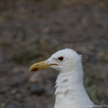 California Gull-01