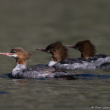 Common Mergansers-02