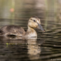 Mallard Duckling-02