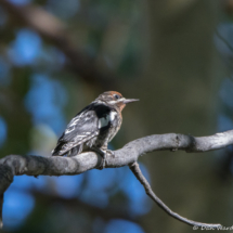 Red-breasted Sapsucker-02