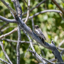 Red-breasted Sapsucker-Immature-01