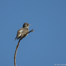 Western Wood-Pewee-05