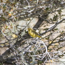 Yellow Warbler-01