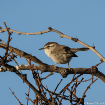 Bewick's Wren-11