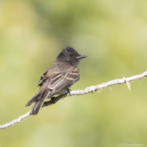 Black Phoebe-05