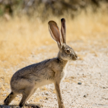 Black-tailed Jackrabbit-03