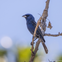 Blue Gorbeak+Lazuli-Indigo Bunting Hybrid-03