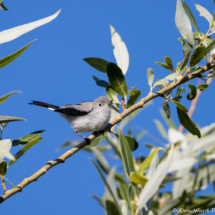 Blue-gray Gnatcatcher-08