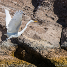 Great Egret-09