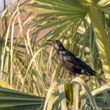 Great-tailed Grackle-01