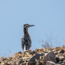 Greater Roadrunner-01