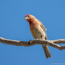 House Finch-Male-04