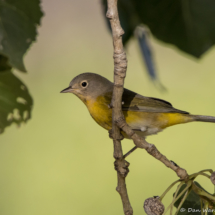 Nashville Warbler-05