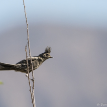 Phainopepla-Female-01