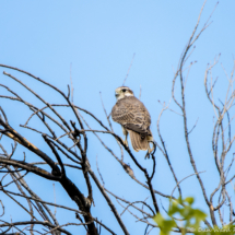 Prairie Falcon-01