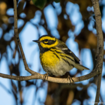 Townsend's Warbler-05