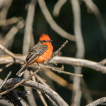 Vermilion Flycatcher-Male-11