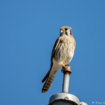 American Kestrel-01