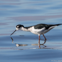 Black-necked Stilt-05