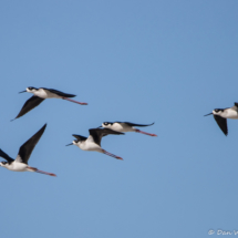 Black-necked Stilts in Flight-02