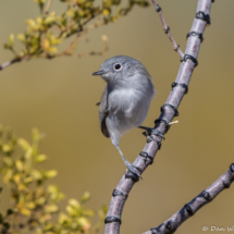 Black-tailed Gnatcatcher-14