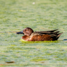 Cinnamon Teal-Male-01