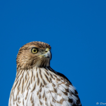 Cooper's Hawk-04