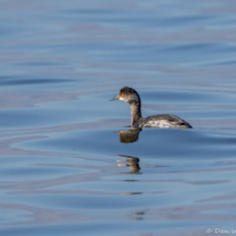 Eared Grebe-01