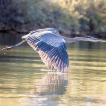 Great Blue Heron in Flight-01