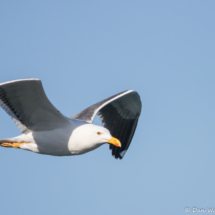 Yellow-footed Gull-01