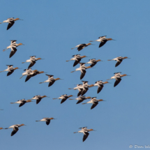 American Avocets in Flight-01