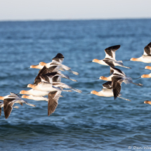 American Avocets in Flight-04