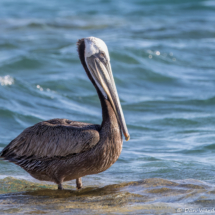 Brown Pelican-03