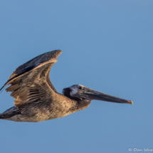 Brown Pelican in Flight-02