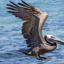 Brown Pelican in Flight-06