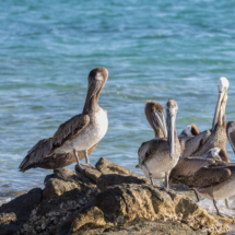 Brown Pelicans-03