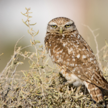 Burrowing Owl-01