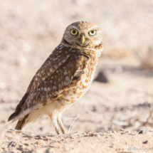 Burrowing Owl-05