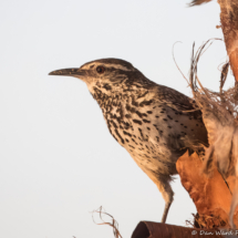 Cactus Wren-02