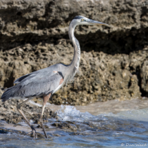 Great Blue Heron-02