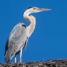 Great Blue Heron-05