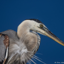 Great Blue Heron-09