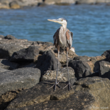 Great Blue Heron-11