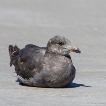 Heermann's Gull-09