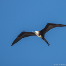 Magnificent Frigatebird-02