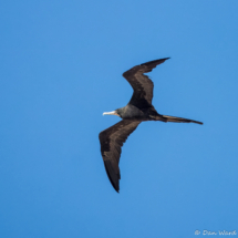 Magnificent Frigatebird-05