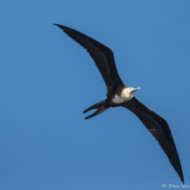 Magnificent Frigatebird-06