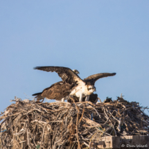 Osprey Family in Nest-01